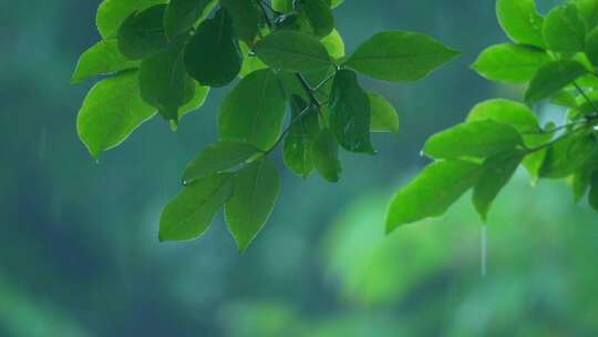 森林树叶下雨