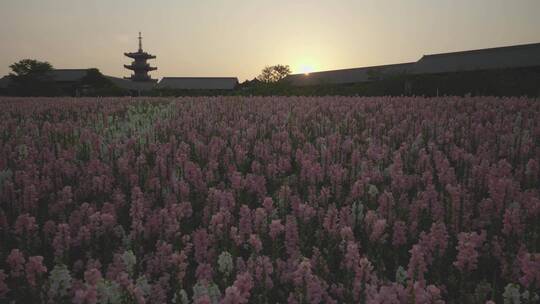 花海与日落尾声