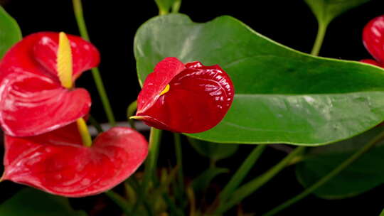 红掌 火鹤花 花烛绽放开花 延时特写实拍