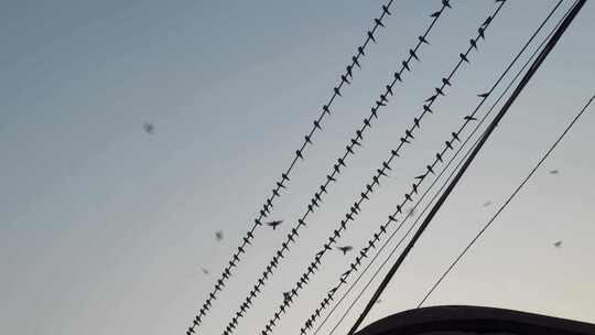 傍晚电线上成群的燕子飞来飞去飞鸟群鸟飞翔视频素材模板下载