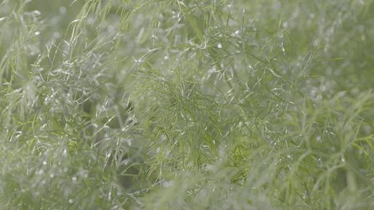 小茴香温室生长LOG视频素材