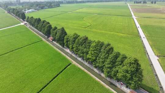 中国广东省中山市南朗街道崖口稻田