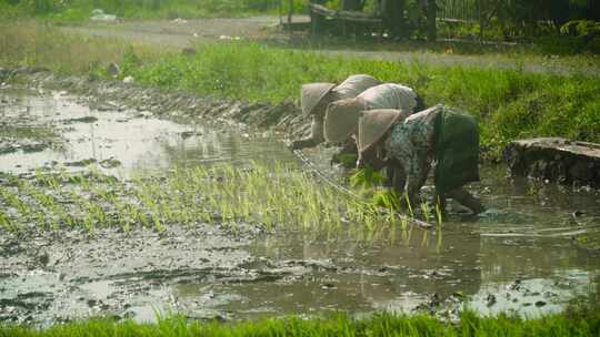 农民正在种植水稻