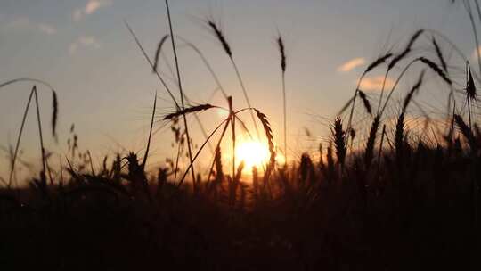 夕阳下的麦田