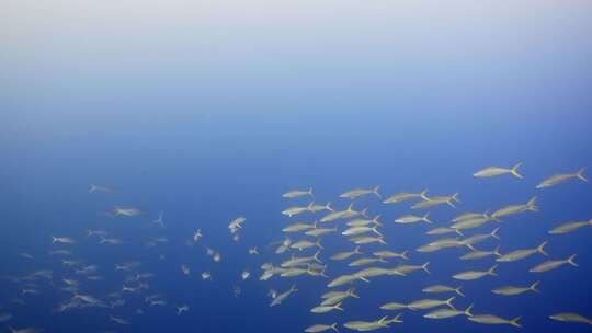 黄尾鲷，水下，海洋，海洋生物