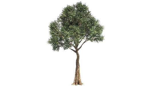 原创（木棉）树木生长11-透明通道
