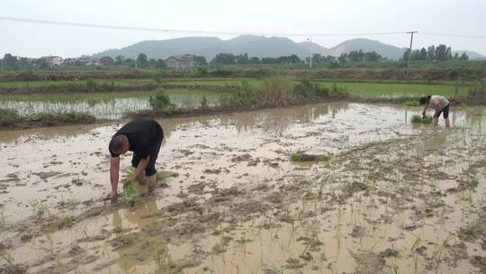 乡村插秧农村田园水稻种植4k合成视频