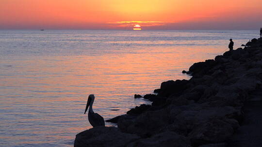 黄昏下海边石滩里站立的鹈鹕和渔夫