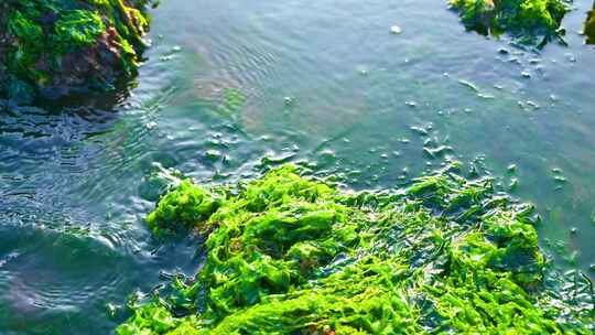 湛江海边退潮后的礁石海浪与绿色海草苔藓