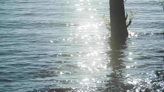 大理洱海湖岸风景视频素材模板下载
