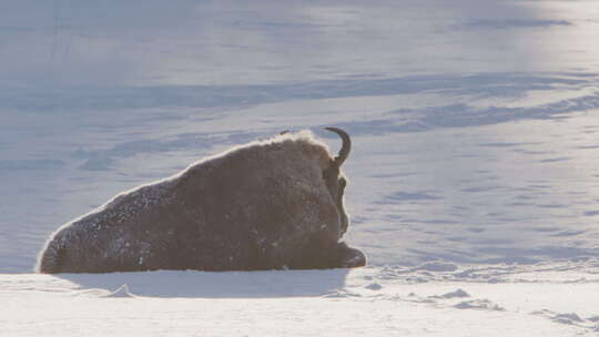欧洲野牛躺在白雪覆盖的风景中，从后面长焦