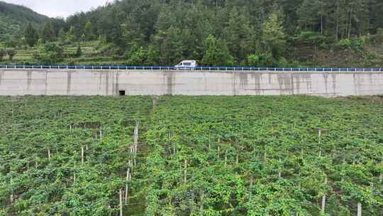 贵州大棚蔬菜生产基地