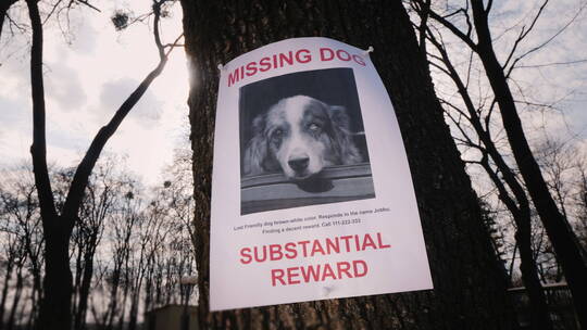 树上挂着失踪小狗的公告视频素材模板下载