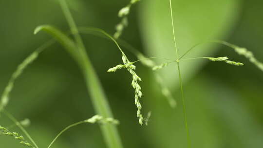 春天山上森林中植物发芽嫩绿