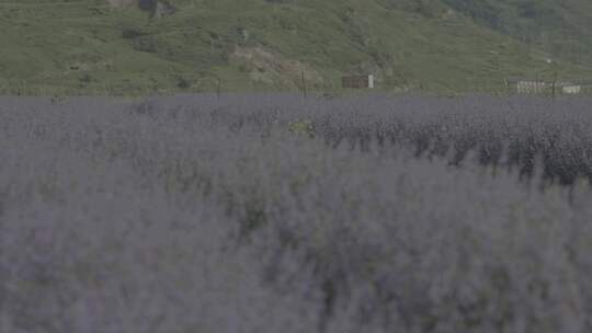 紫色的薰衣草
