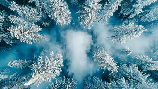 冬天大雪树林冬季风景冬日