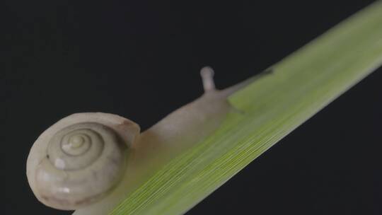 蜗牛在一片绿色叶子上爬行LOG