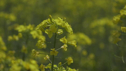 油菜花菜花