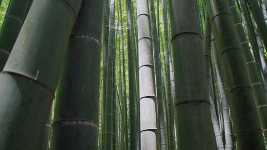 竹林巨竹