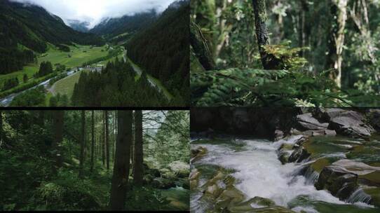 森林空气河流小溪自然风光