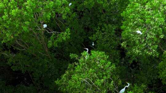 海边红树林 白鹭候鸟升格 栖息地航拍
