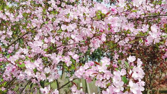 蜂花蜜素材