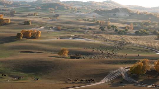 内蒙古乌兰布统秋天大草原迷人的风景