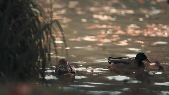 一群鸭子在戏水