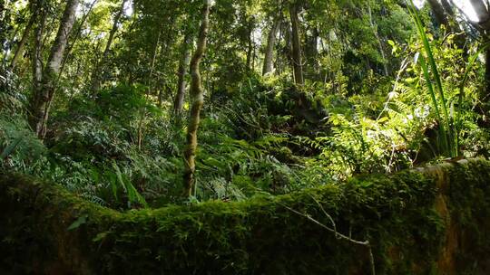 东澳大利亚温带森林丛林中的无花果树根视频素材模板下载
