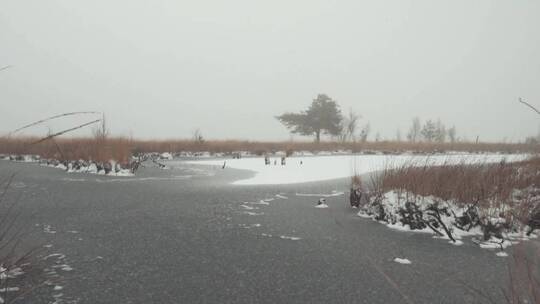 冰冻的湖水覆盖着白雪覆盖的树木视频素材模板下载