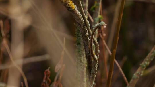 特写植物茎的休眠苔藓