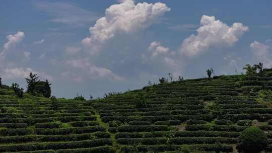 茶园 茶山 茶叶 茶园航拍