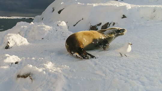 南极洲雪堆中躺着的威德尔海豹