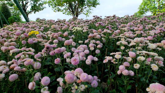 公园花园花坛园艺菊花展