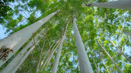 夏天阳光树荫树林森林桉树林速生桉仰拍仰视