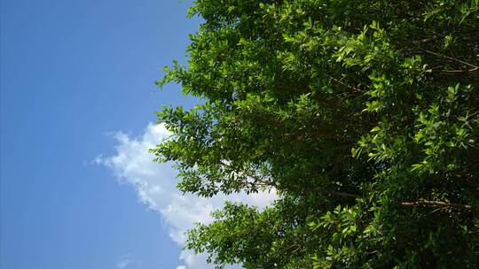 夏日阳光树林实拍