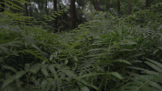 蕨类植物