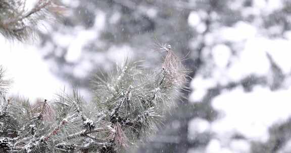 冬天户外大雪中的松树