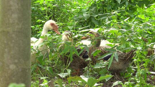 鸡 农村 家养 散养 果园鸡 生态养殖