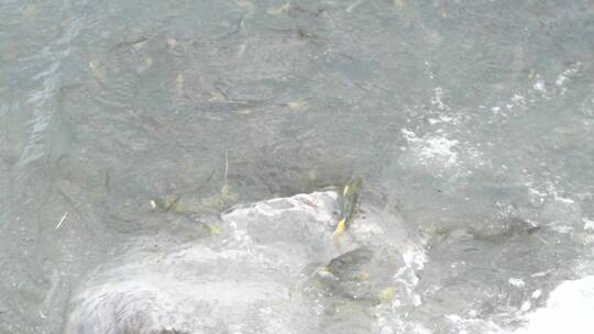 青海湖 湟鱼 逆流 保护 产卵