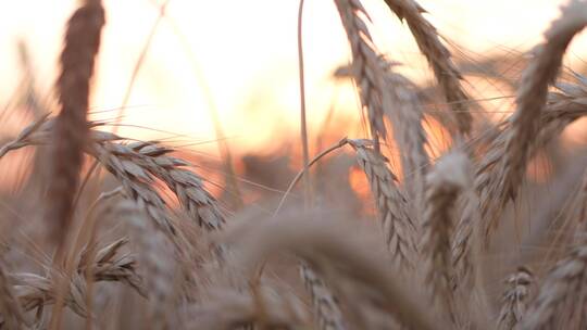 夕阳西下的小麦作物