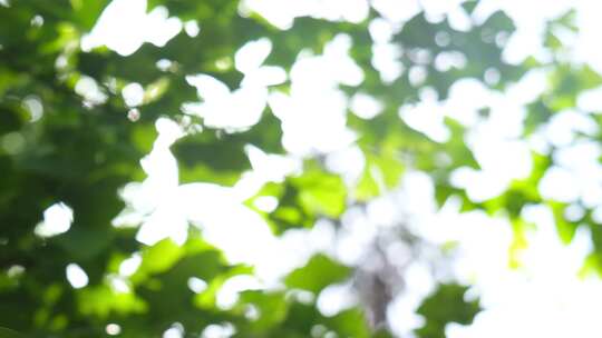 合集阳光透过树叶的唯美光斑