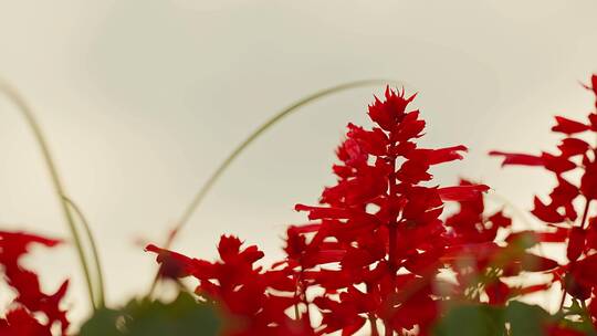 野外的红色花朵