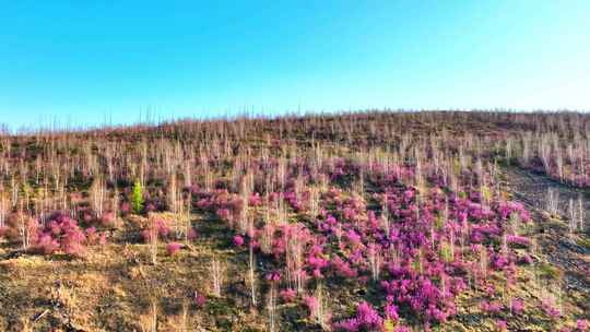 航拍大兴安岭春季山林杜鹃花海