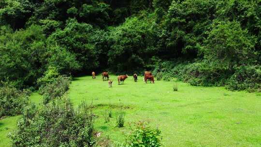 山间的牛群4K航拍森林草地里的动物