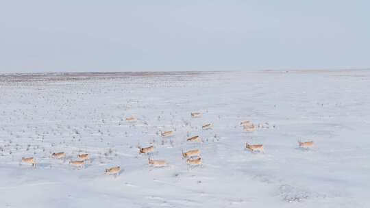 雪原上的鹿群视频素材模板下载