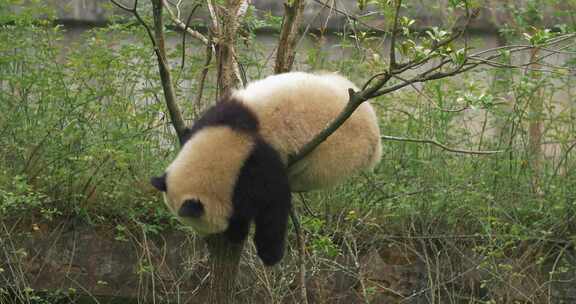 一只可爱大熊猫幼崽在树上玩耍