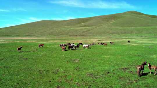 航拍环绕一群马在草原上