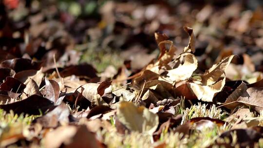 秋季掉落在地上的枫叶
