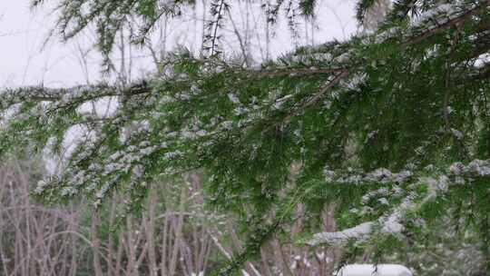 雪中松树枝特写